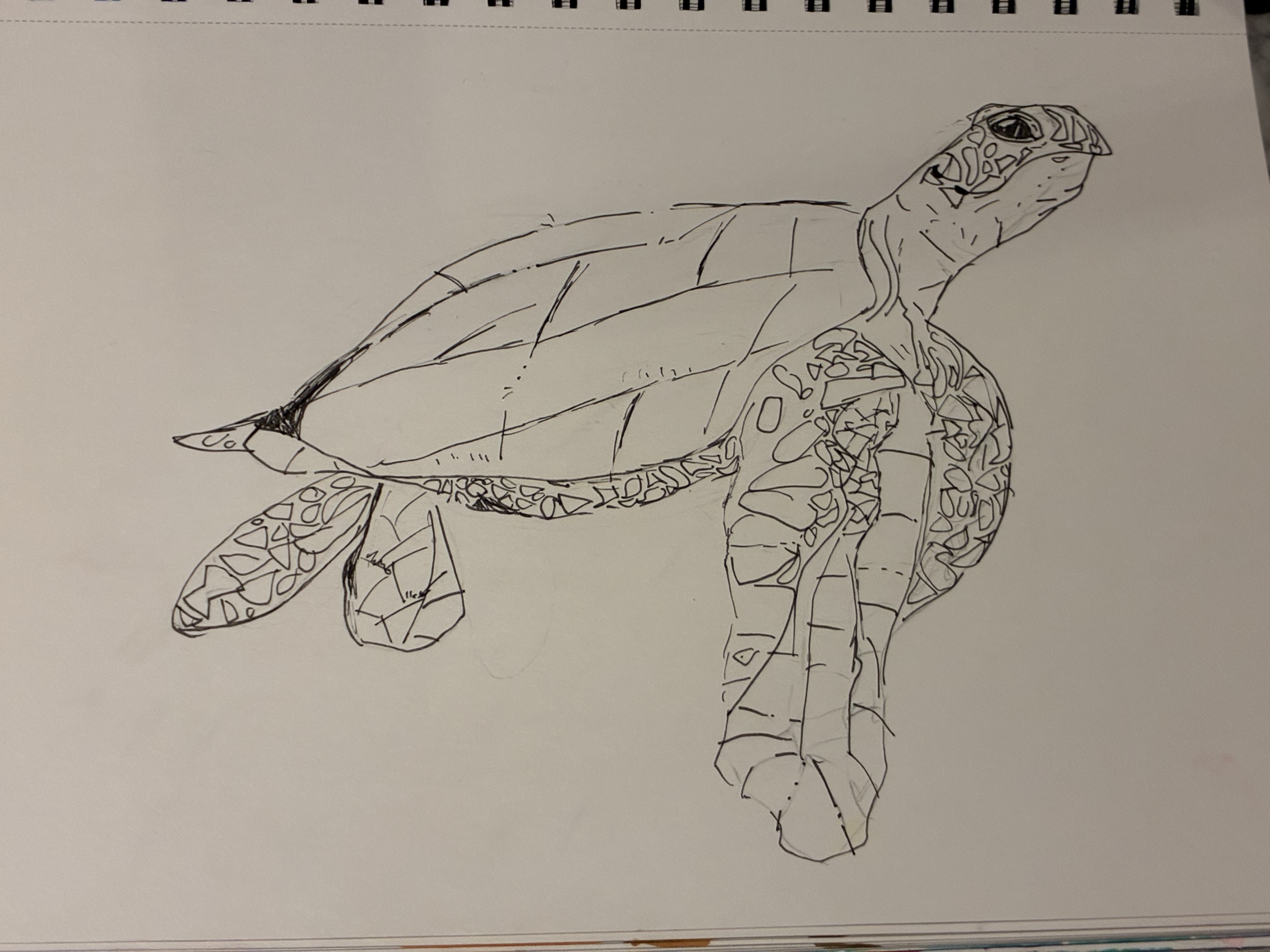 A sea turtle
